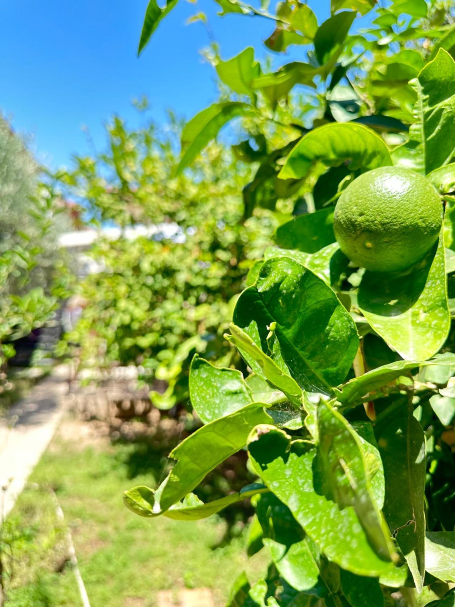 Kaleici Aparts Antalya Villa Dış mekan fotoğraf